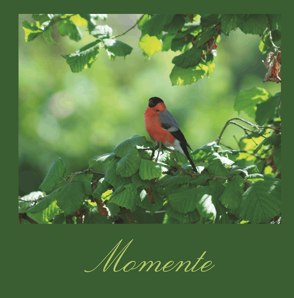 Cover von Momente