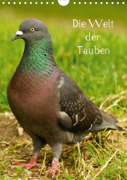 Cover von Die Welt der Tauben (Posterbuch DIN A3 hoch)