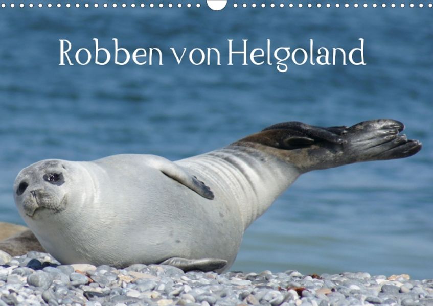 Cover von Robben von Helgoland (Posterbuch DIN A3 quer)