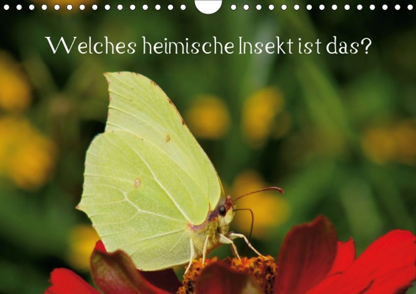 Cover von Welches heimische Insekt ist das? (Posterbuch DIN A4 quer)