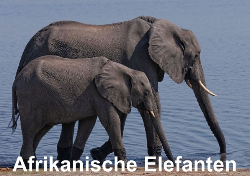 Cover von Afrikanische Elefanten (Posterbuch DIN A2 quer)