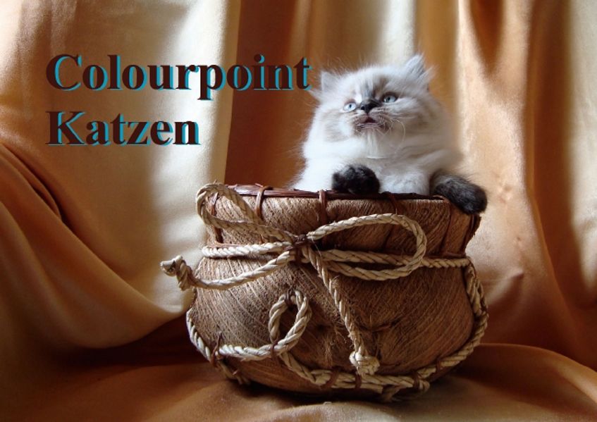 Cover von Colourpoint Katzen (Posterbuch DIN A4 quer)