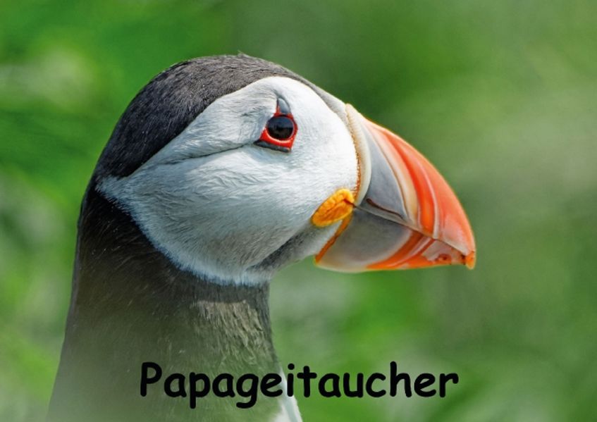 Cover von Papageitaucher (Posterbuch DIN A2 quer)