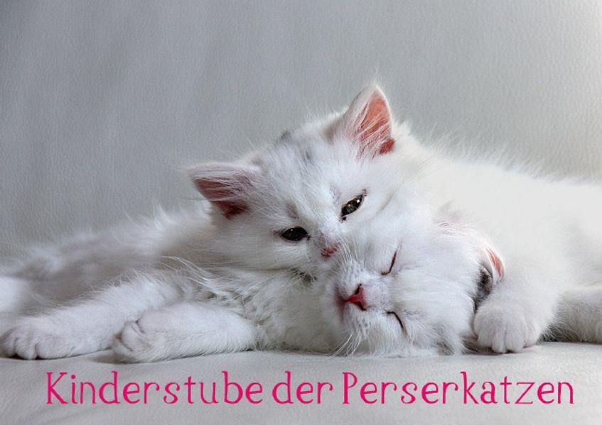 Cover von Kinderstube der Perserkatzen (Posterbuch DIN A4 quer)