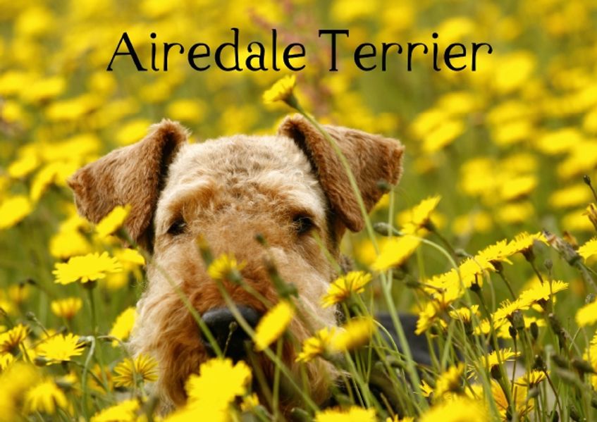 Cover von Airedale Terrier (Tischaufsteller DIN A5 quer)