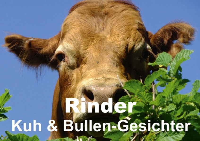 Cover von Rinder • Kuh & Bullen-Gesichter (Posterbuch DIN A2 quer)