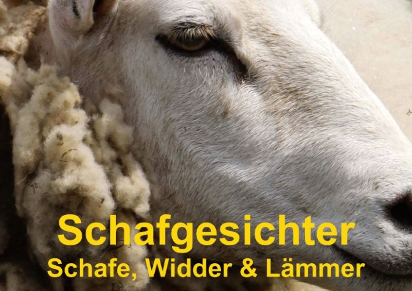 Cover von Schafgesichter • Schafe, Widder & Lämmer (Posterbuch DIN A4 quer)