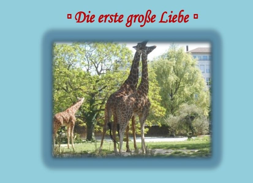 Cover von Die erste große Liebe