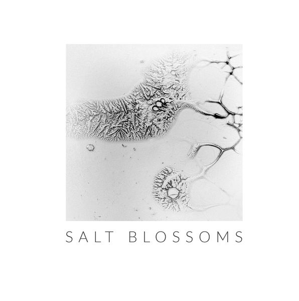 Cover von Salt Blossoms