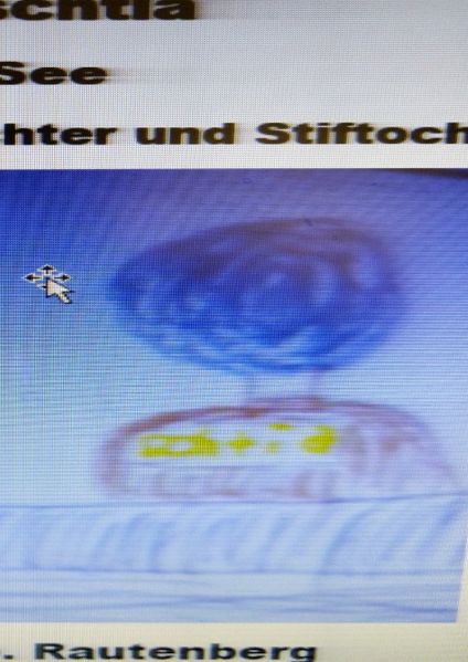 Cover von Kacku -Schtia / Kacku-Schtia Auf hoher See