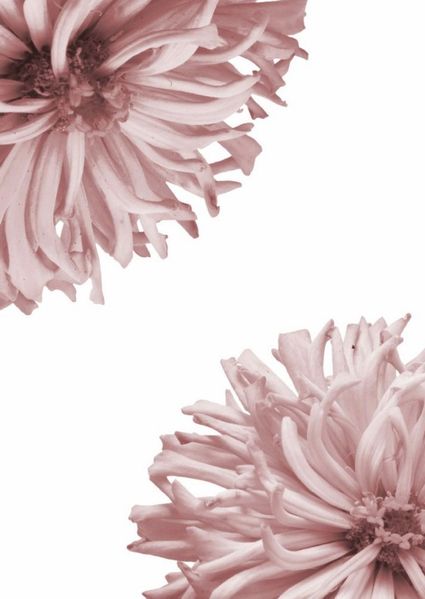 Cover von Bullet Journal Flowers Pastell