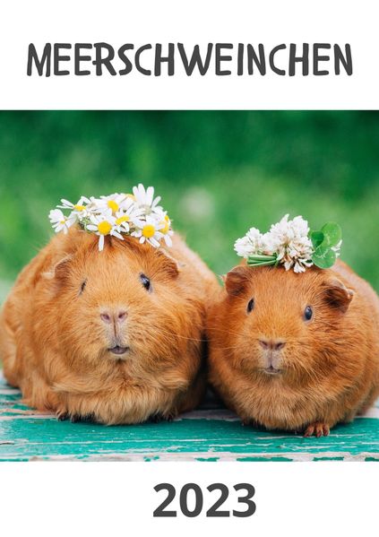 Cover von Meerschweinchen 2023