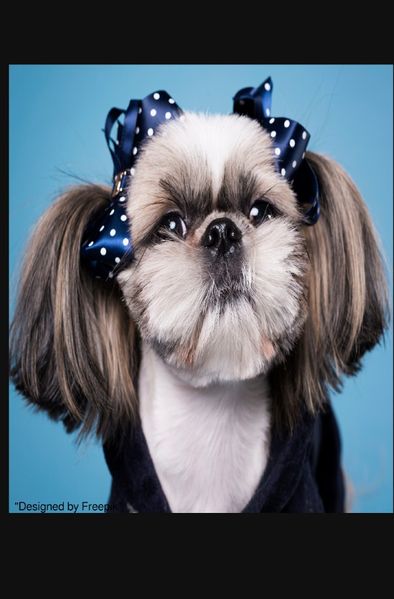 Cover von Notizbücher / Süßes Hunde Notizbuch Businessplaner Geschenkidee für Mann Frau und Kind