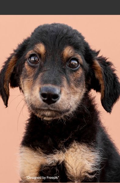 Cover von Notizbücher / Süßes Hunde Welpe Notizbuch Businessplaner Geschenkidee für Mann Frau und Kind