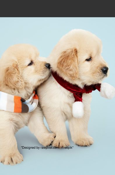 Cover von Notizbücher / Süßes Hunde Welpe Notizbuch Businessplaner Geschenkidee für Mann Frau und Kind