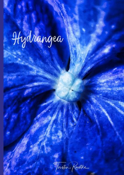 Cover von Plant Spirits / Hydrangea