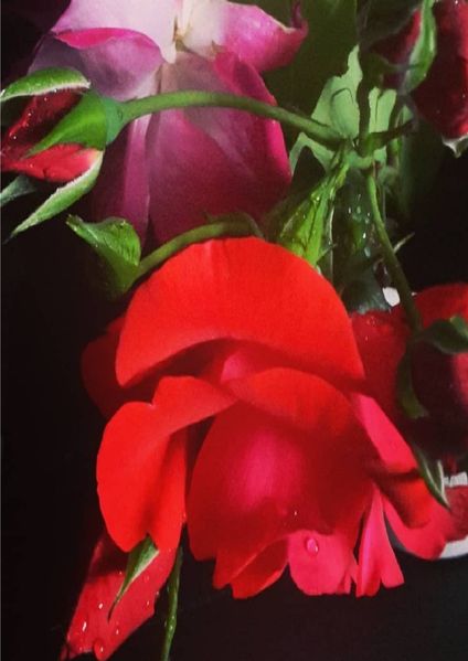 Cover von Du bist wie eine zarte Rose