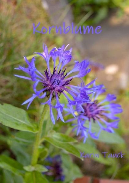 Cover von Kornblume