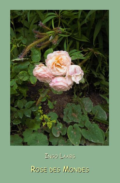 Cover von Valdolon/Rose des Mondes
