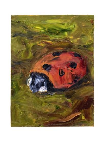 Cover von Tomas Tranströmers Insektensammlung von der Insel Runmarö