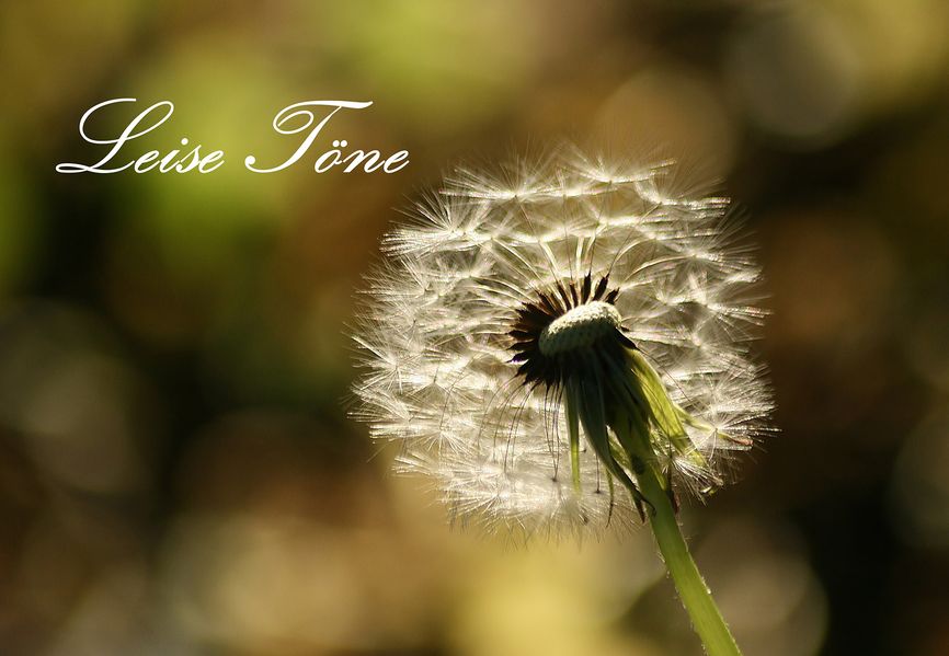 Cover von Leise Töne