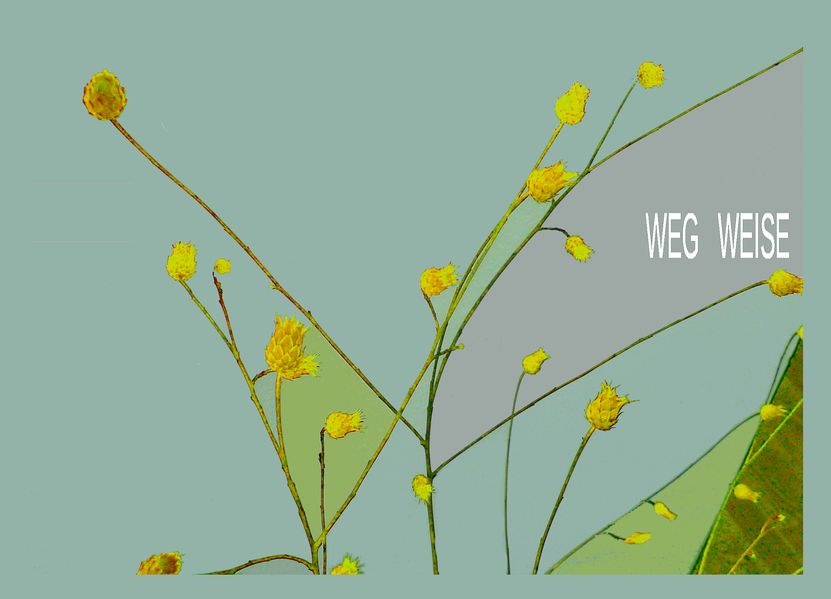 Cover von WEG WEISE